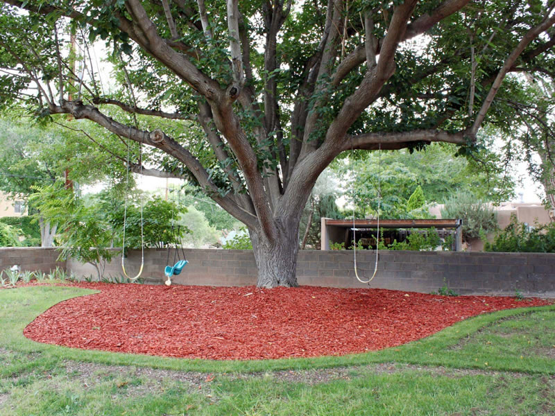 The Q Apartments Albuquerque Bosque Trails tree with swing